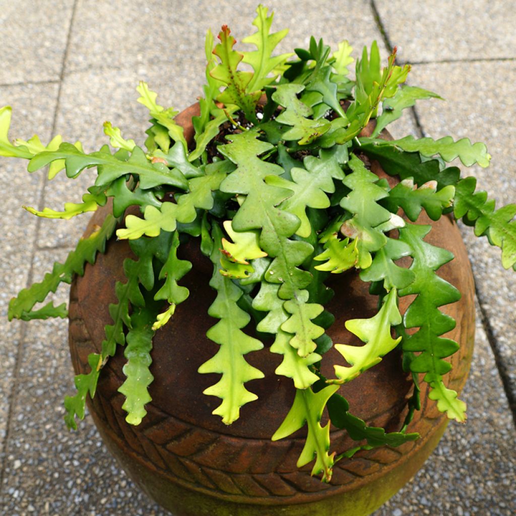 Fishbone cactus - Epiphyllum anguliger