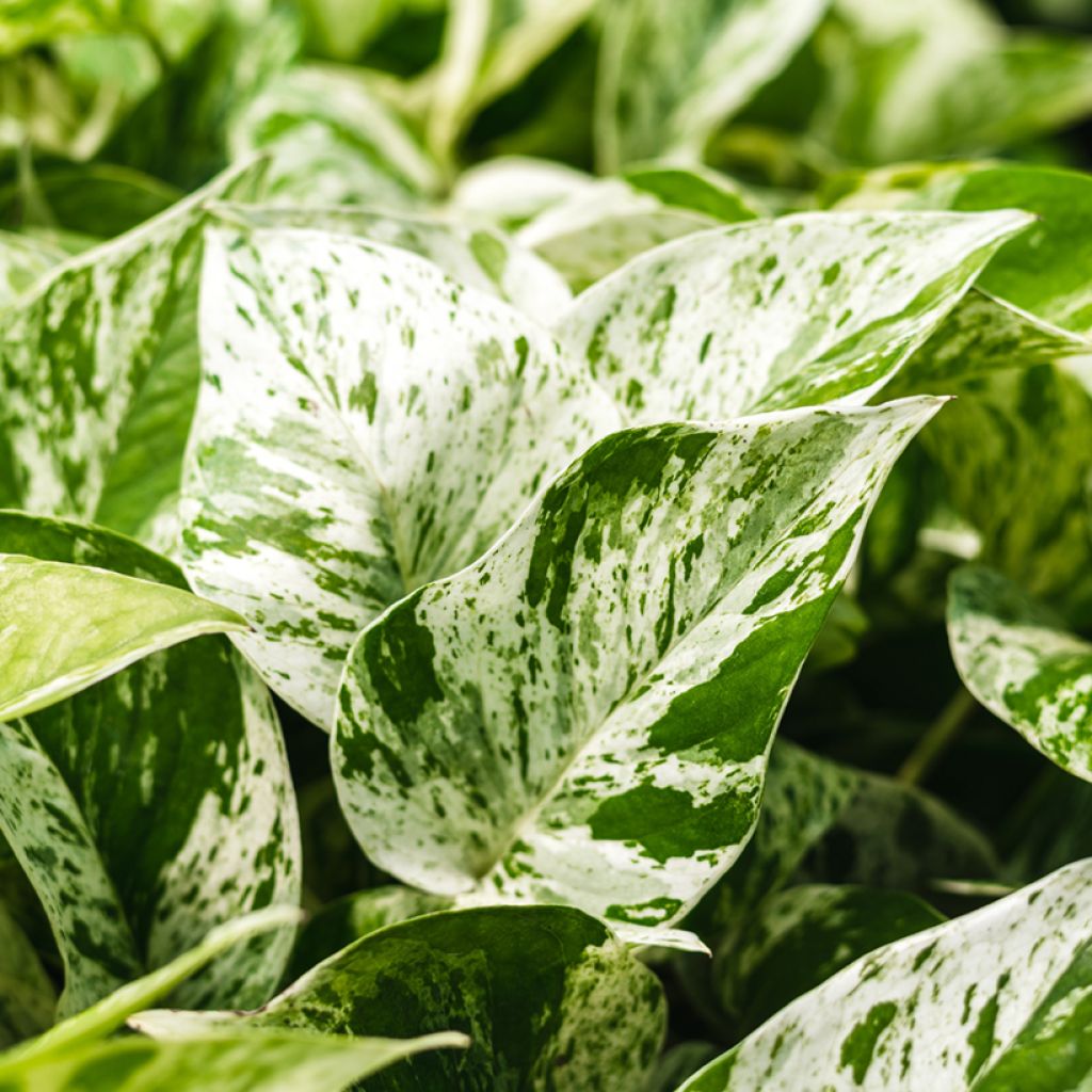 Epipremnum aureum Marble Queen - Golden Pothos