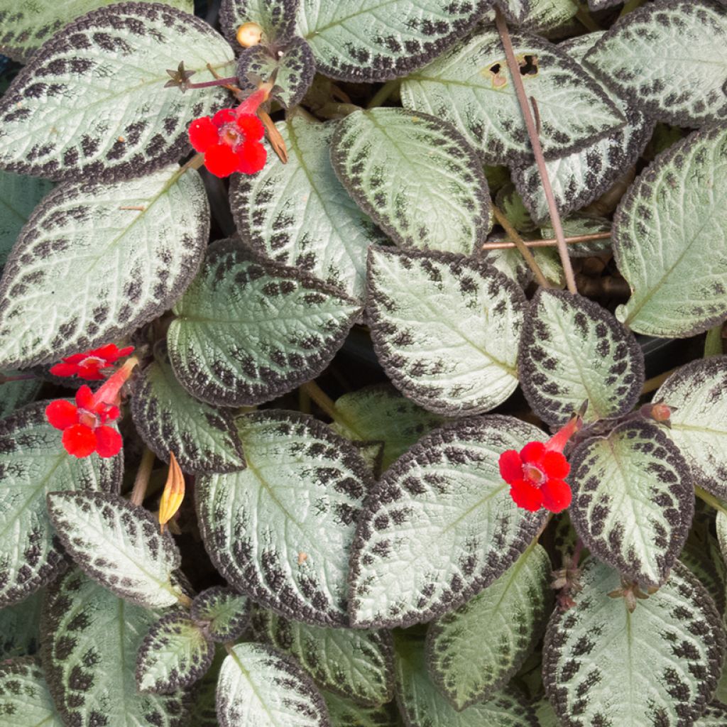 Episcia cupreata Silver Shield - Flame violet