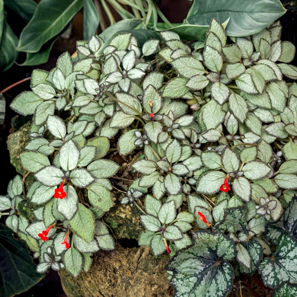Episcia cupreata Silver Shield - Flame violet