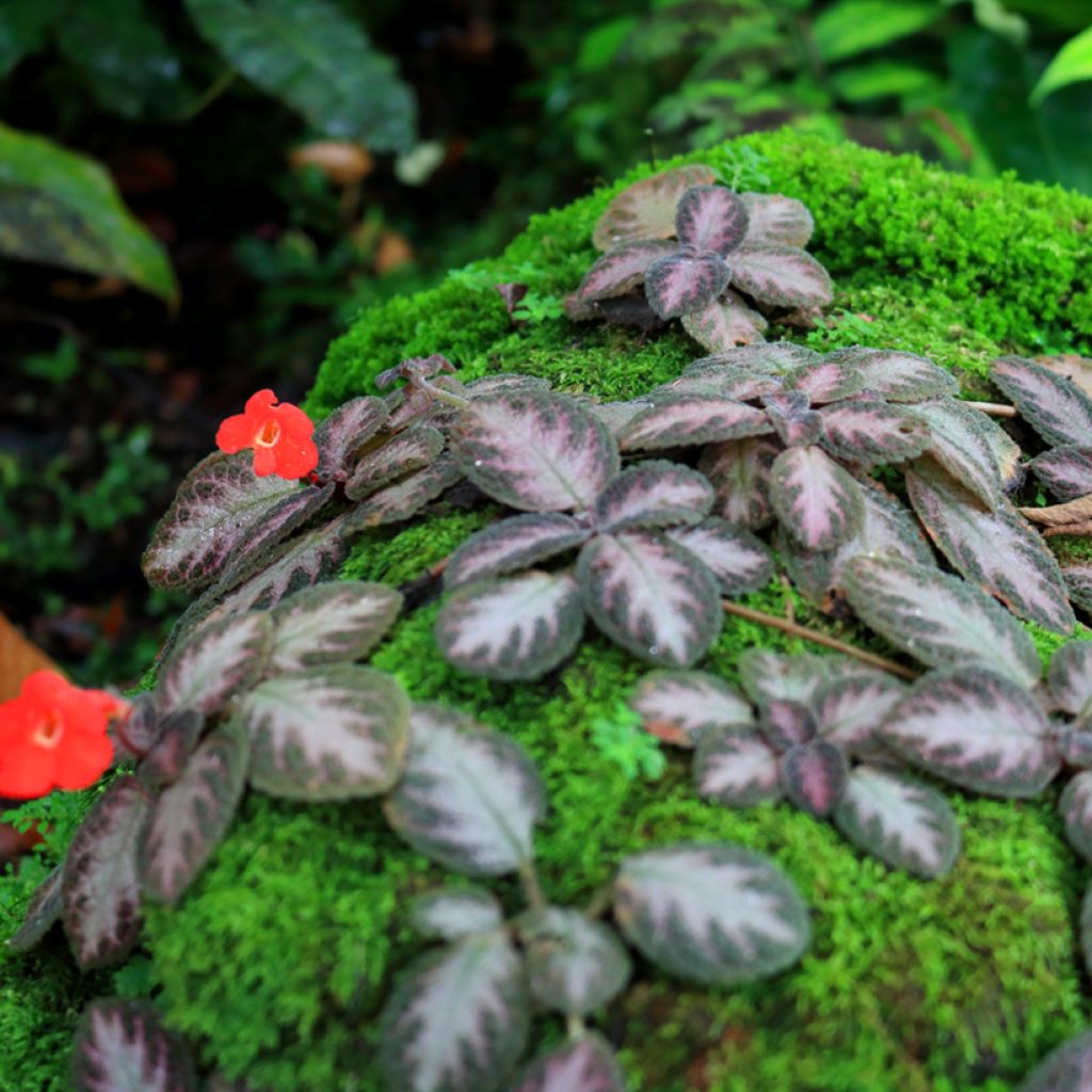 Episcia cupreata Silver Shield - Flame violet