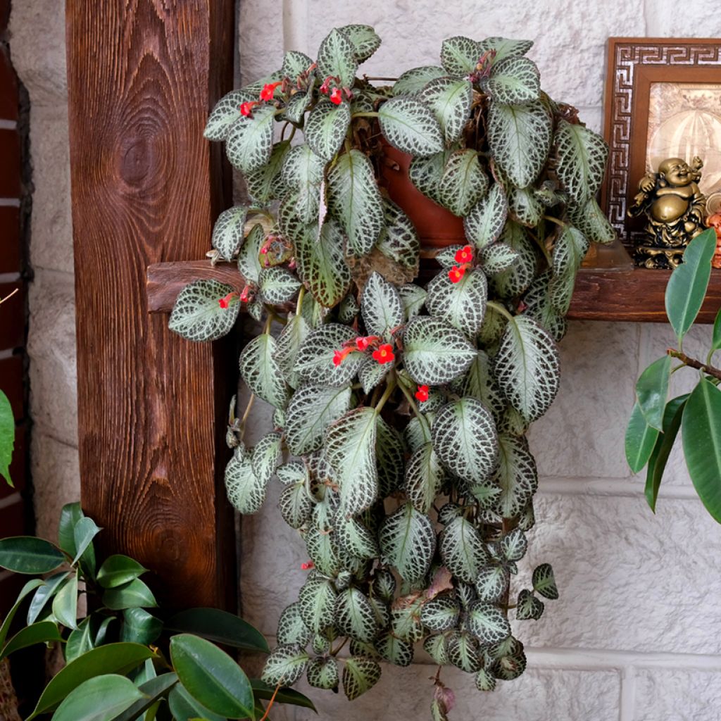 Episcia cupreata Silver Shield - Flame violet