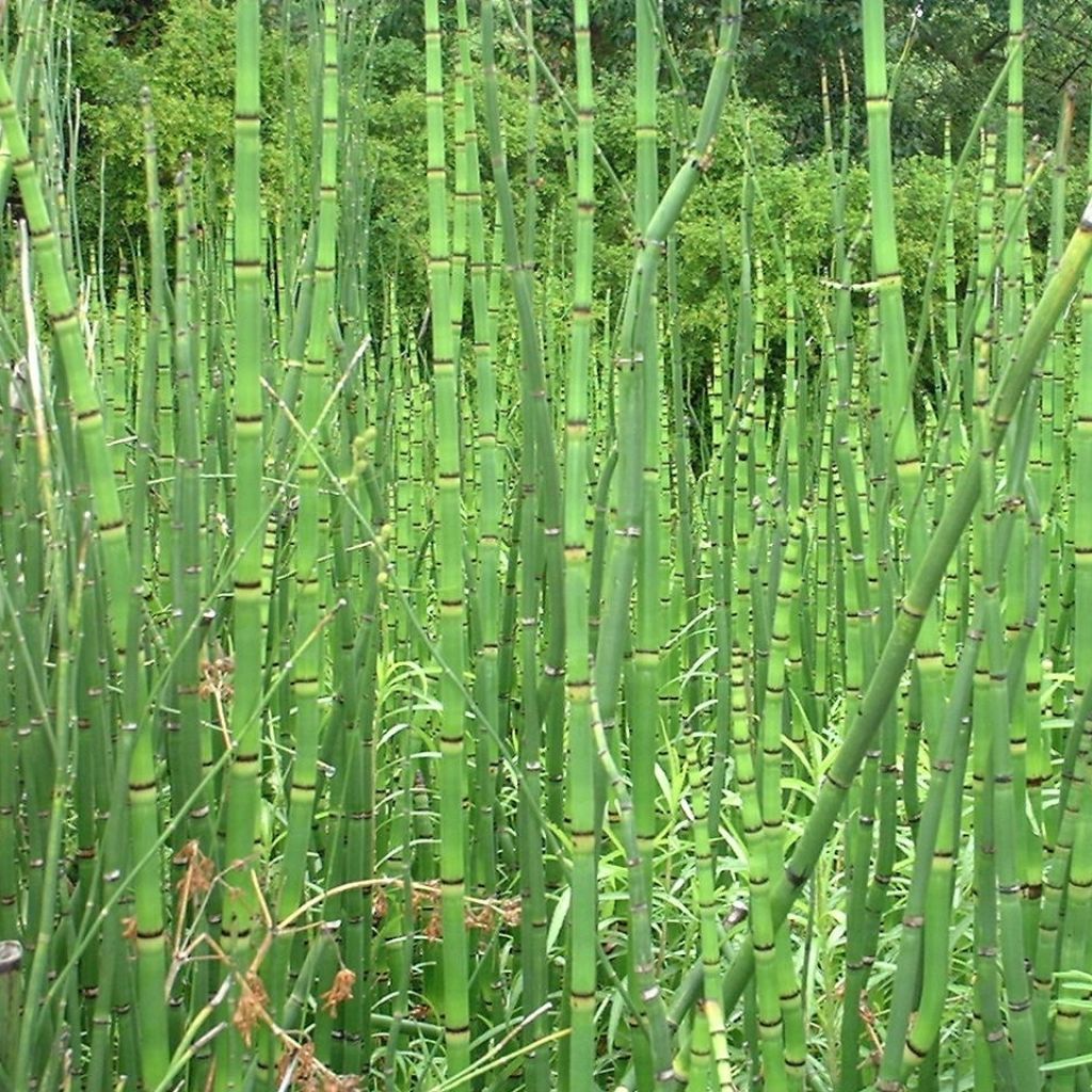 Equisetum camtschatcense, Prèle