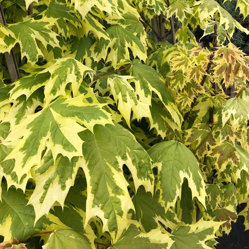 Erable plane - Acer platanoides Drummondii