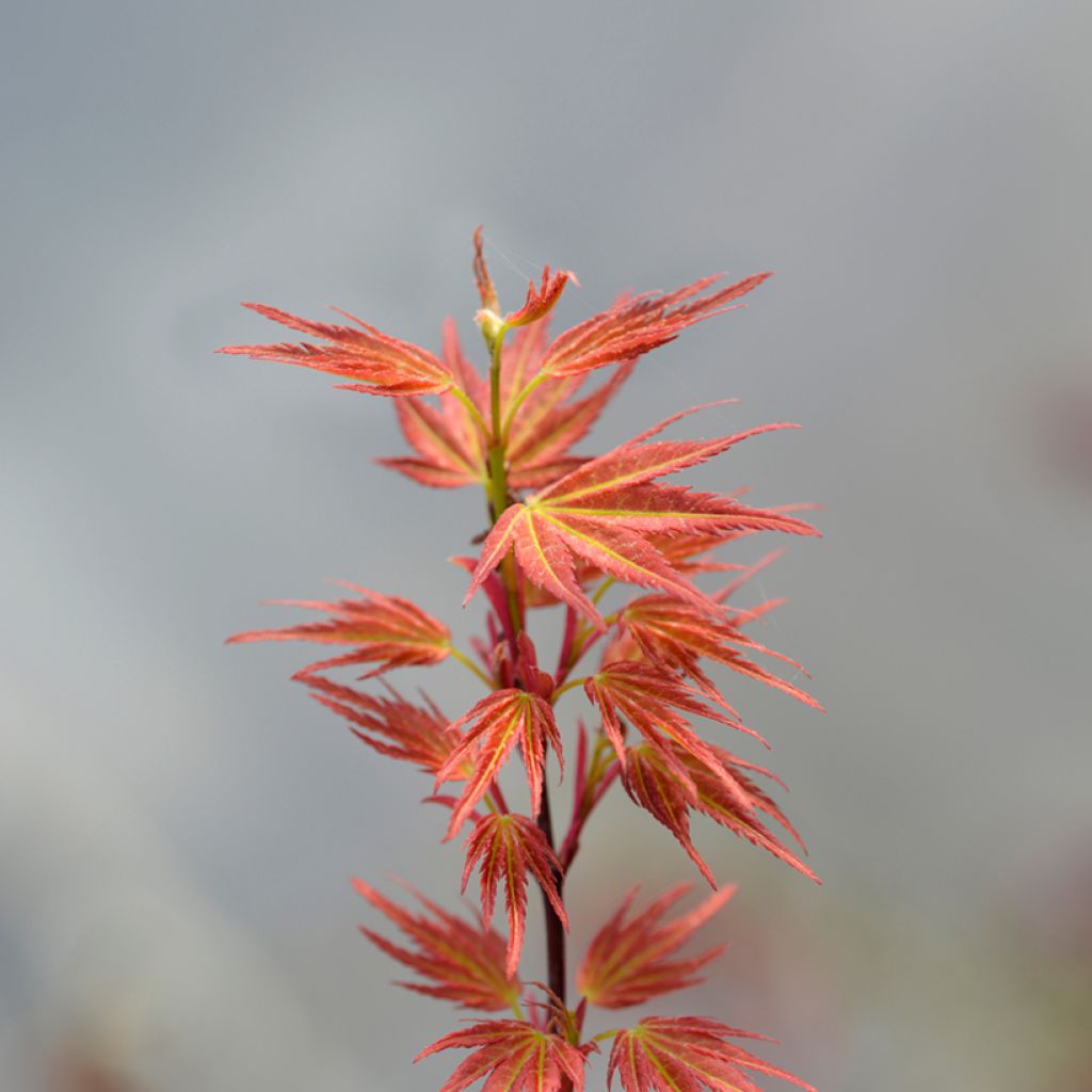 Acer palmatum Wilson's Pink Dwarf - Japanese Maple