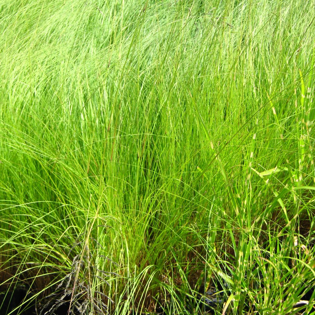 Eragrostis curvula - Herbe d'amour