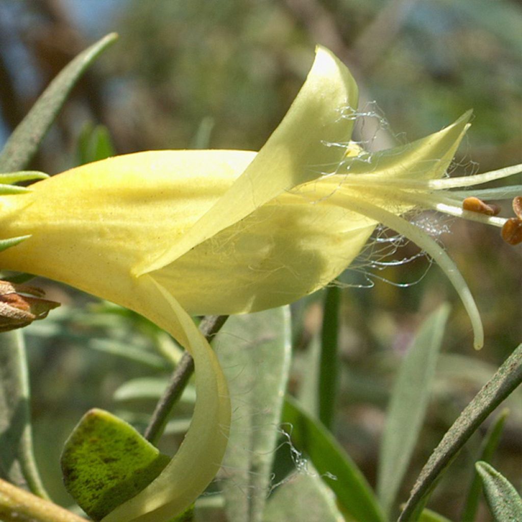 Eremophila maculata Aurea - Eremophile tacheté