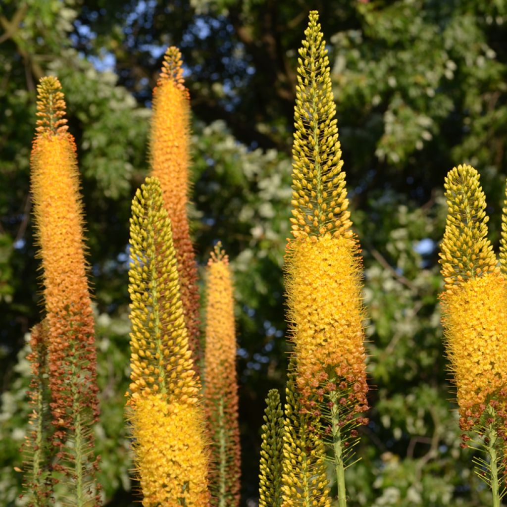 Eremurus Brun - Lis des steppes