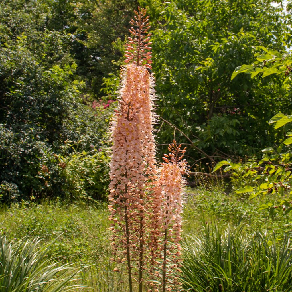 Eremurus Romance - Lis des steppes