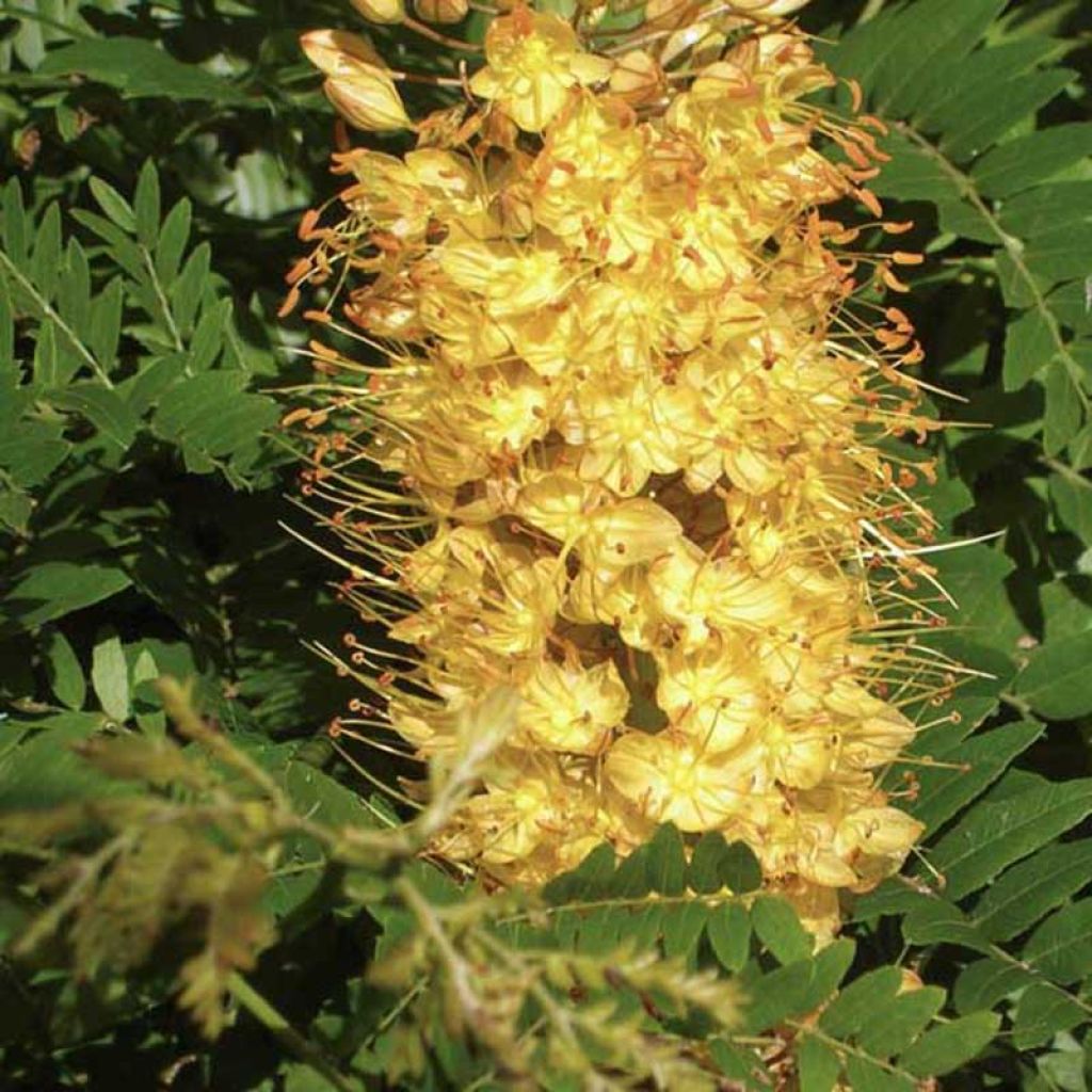 Eremurus isabellinus Cleopatra - Foxtail Lily