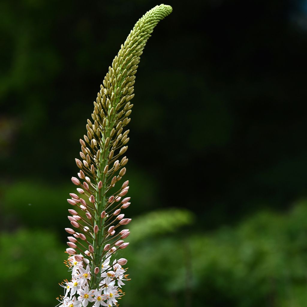 Eremurus himalaïcus - Lis des steppes