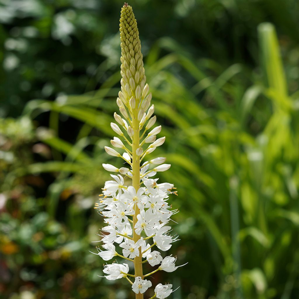 Eremurus himalaïcus - Lis des steppes