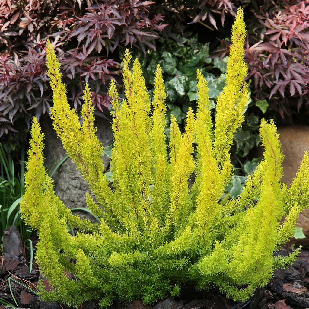 Erica arborea Alberts Gold - Tree Heath