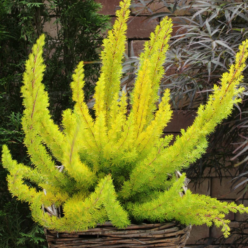 Erica arborea Alberts Gold - Tree Heath