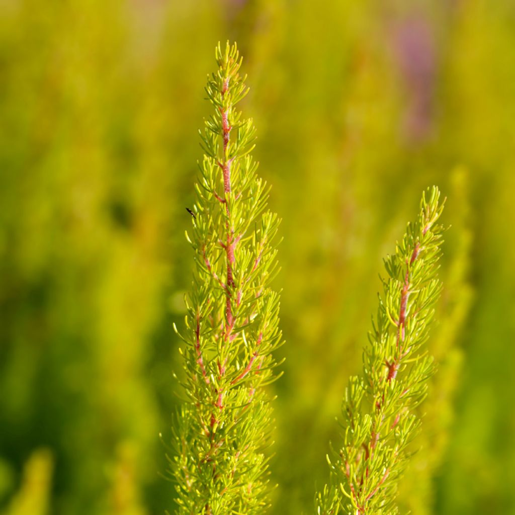 Erica arborea Alberts Gold - Tree Heath