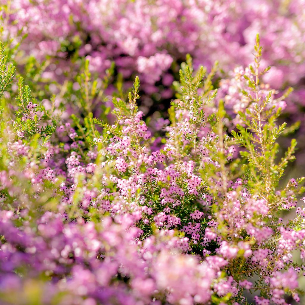 Erica canaliculata - Heath