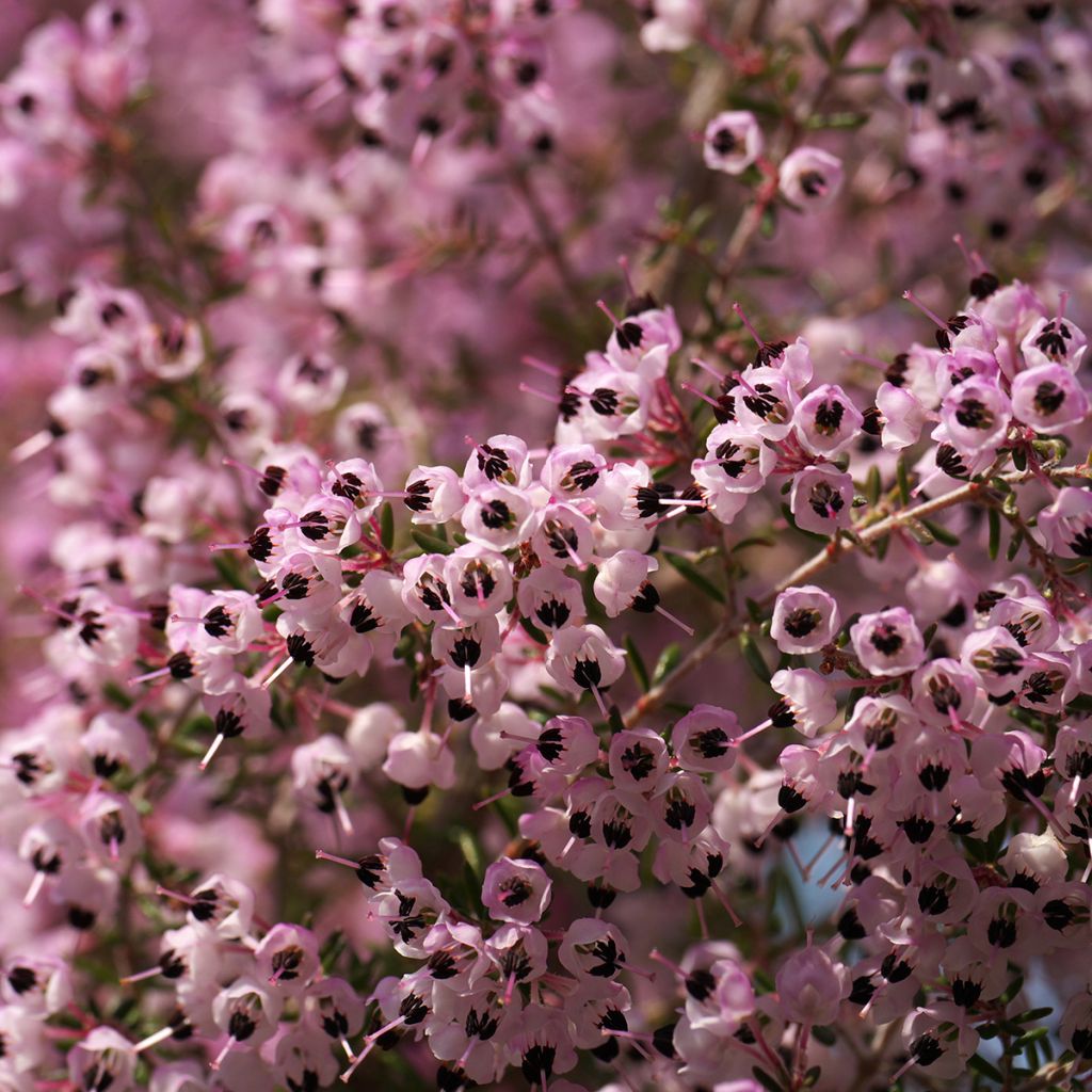 Erica canaliculata - Heath