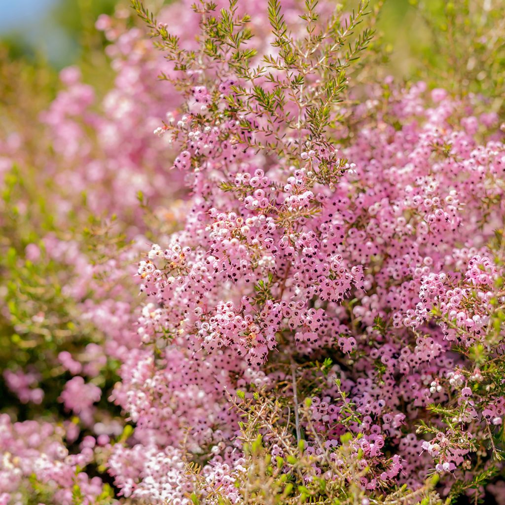 Erica canaliculata - Heath