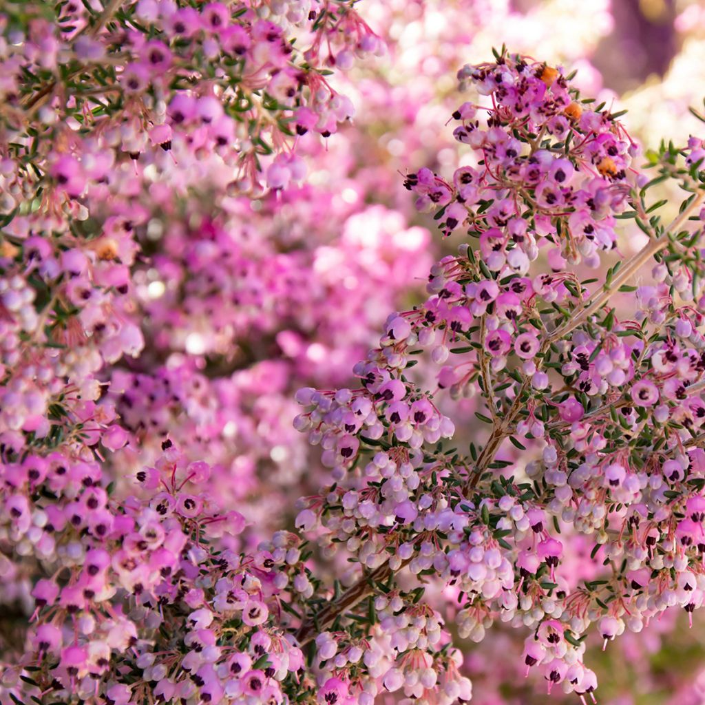 Erica canaliculata - Heath