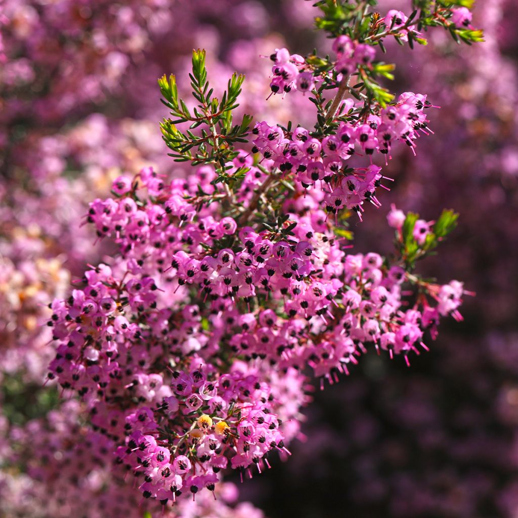 Erica canaliculata - Heath