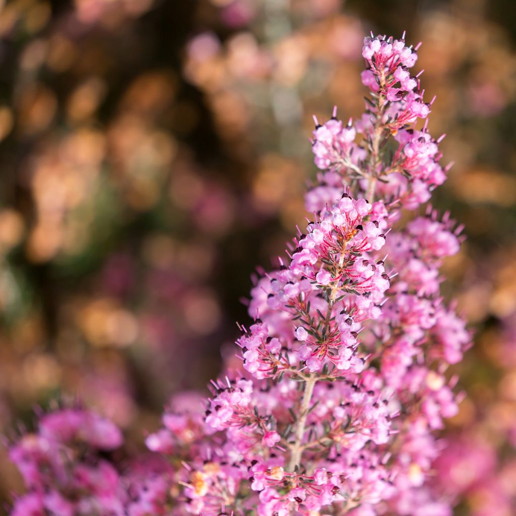 Erica canaliculata - Heath