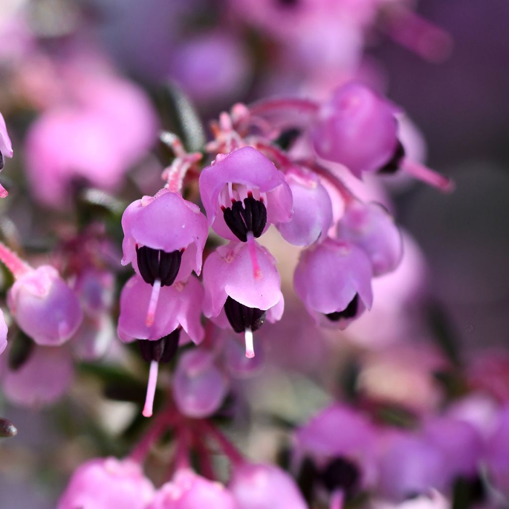 Erica canaliculata - Heath