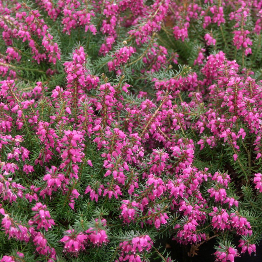 Erica carnea Eva - Winter Heath