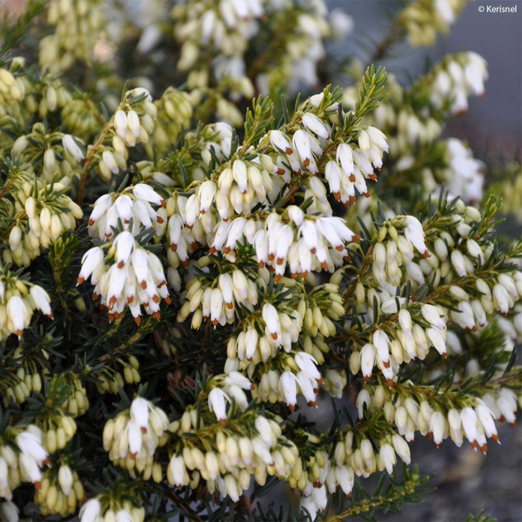 Bruyère des neiges - Erica carnea Isabell 