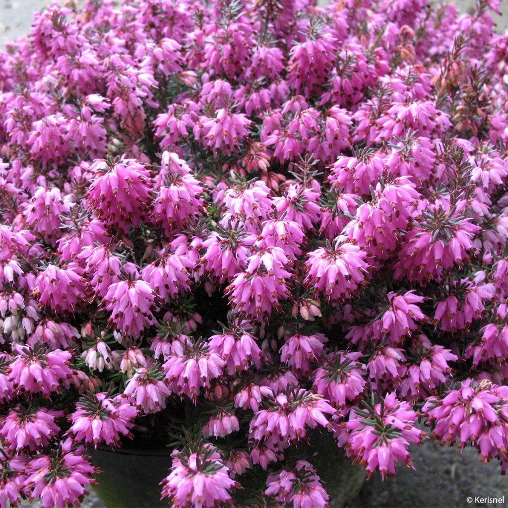 Bruyère des neiges - Erica carnea Rosalie