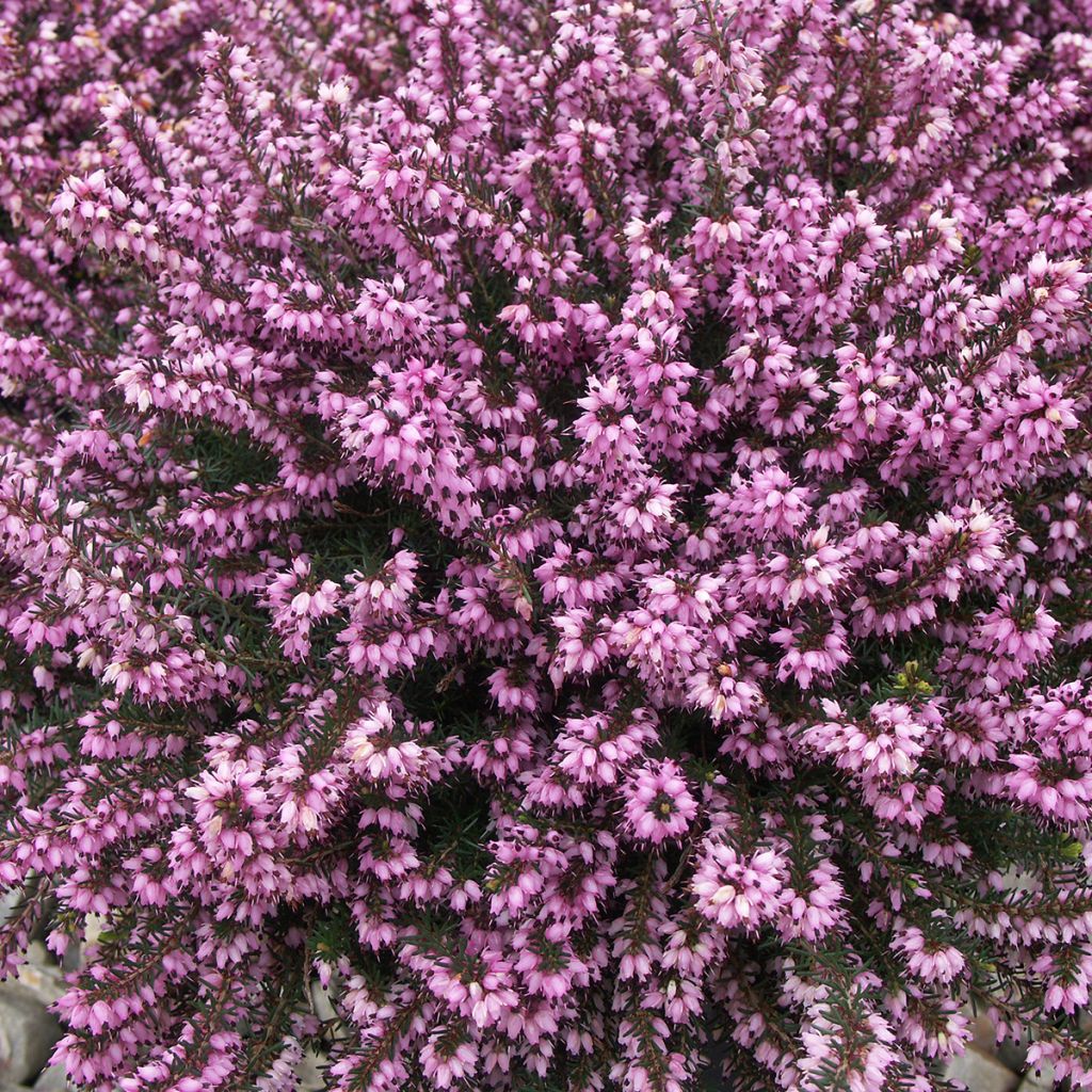 Erica carnea Ruby Glow - Winter Heath