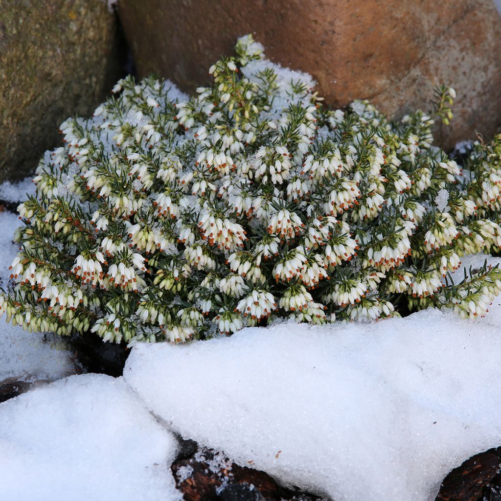 Erica carnea f. alba Schneekuppe - Winter Heath