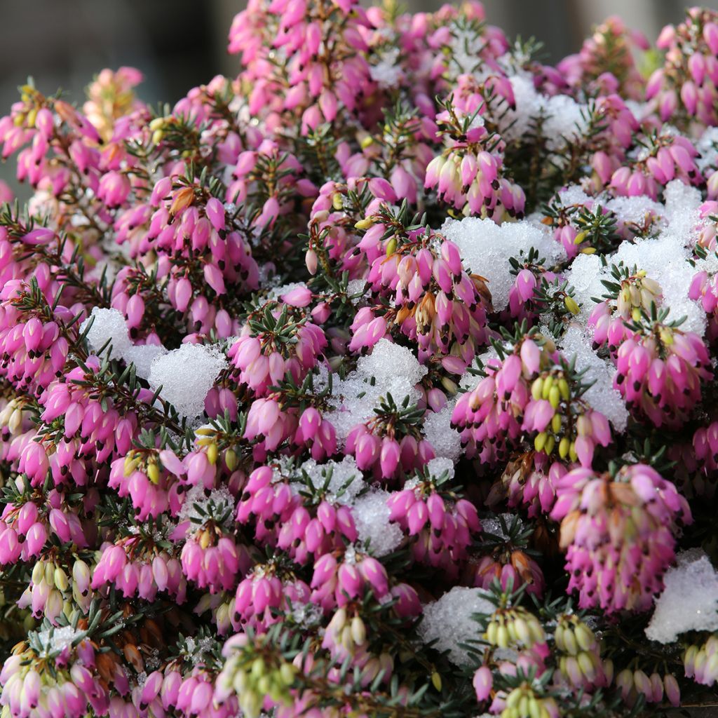 Erica carnea Winterfreude - Winter Heath