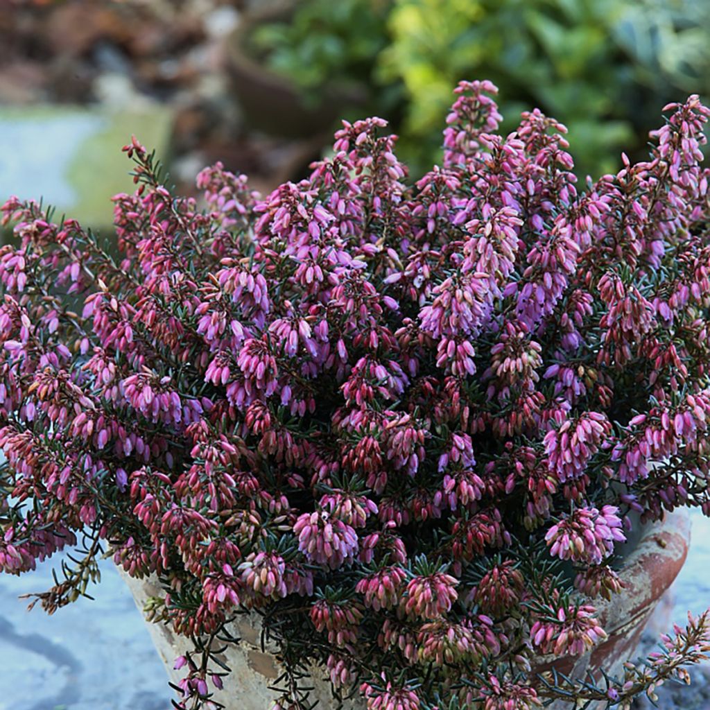 Erica carnea Wintersonne - Winter Heath