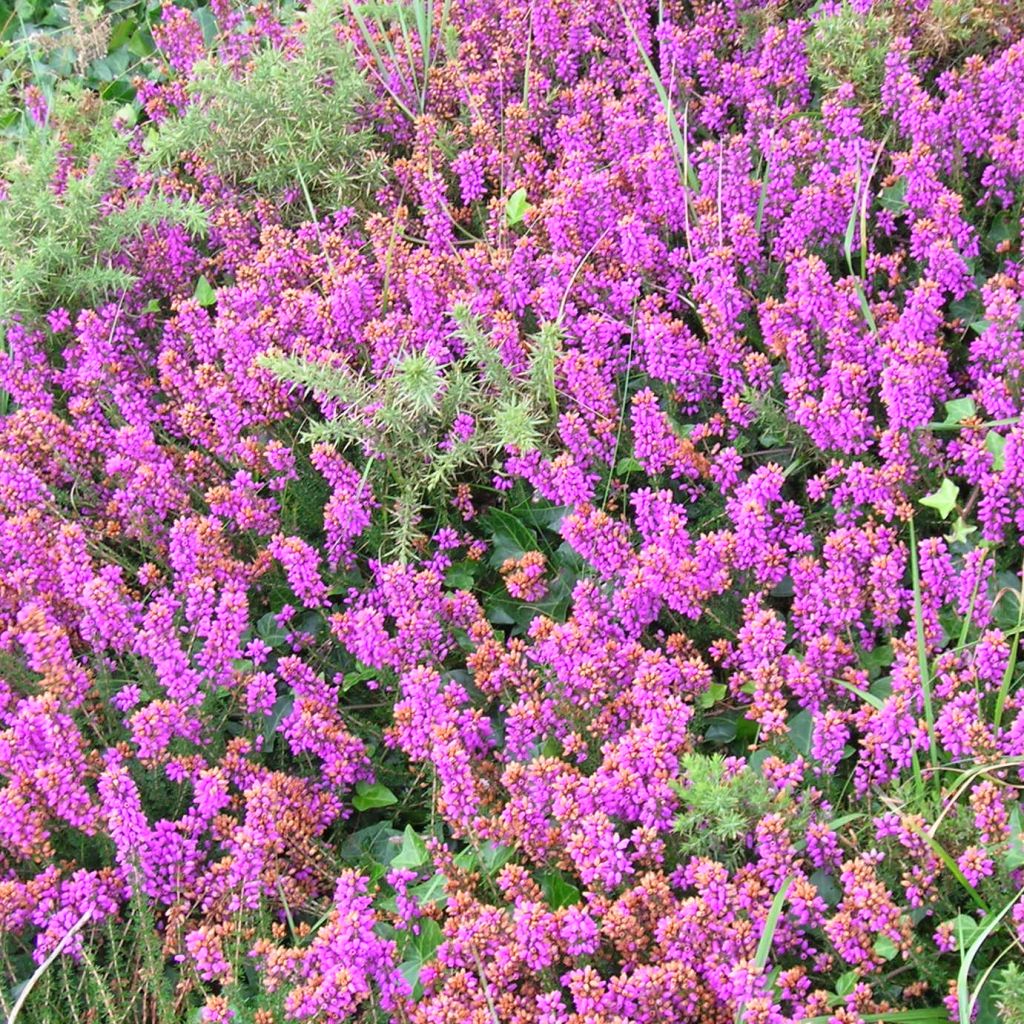 Heathland heather - Erica cinerea C.G Best