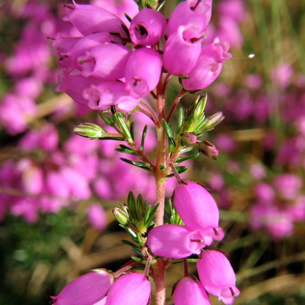 Erica cinerea - Winter Heath