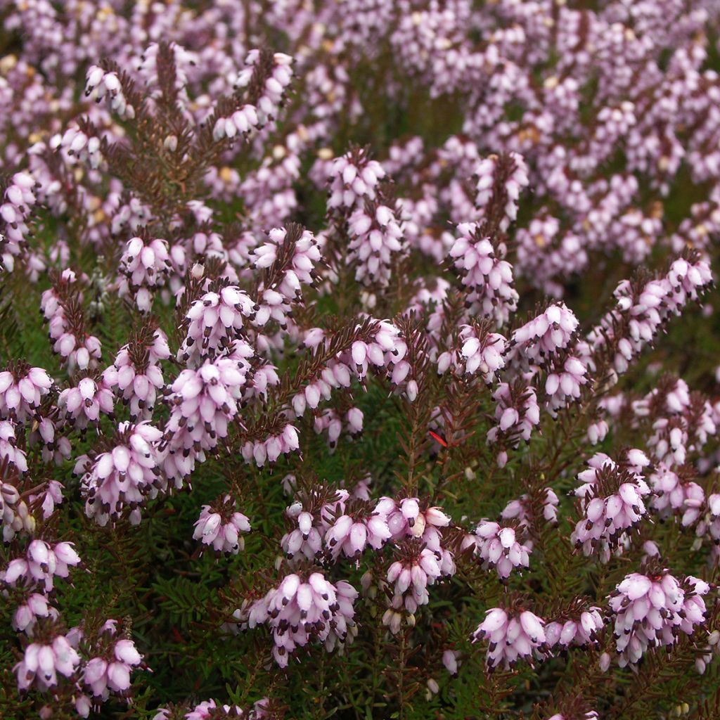 Erica x darleyensis Darley Dale - Winter Heath