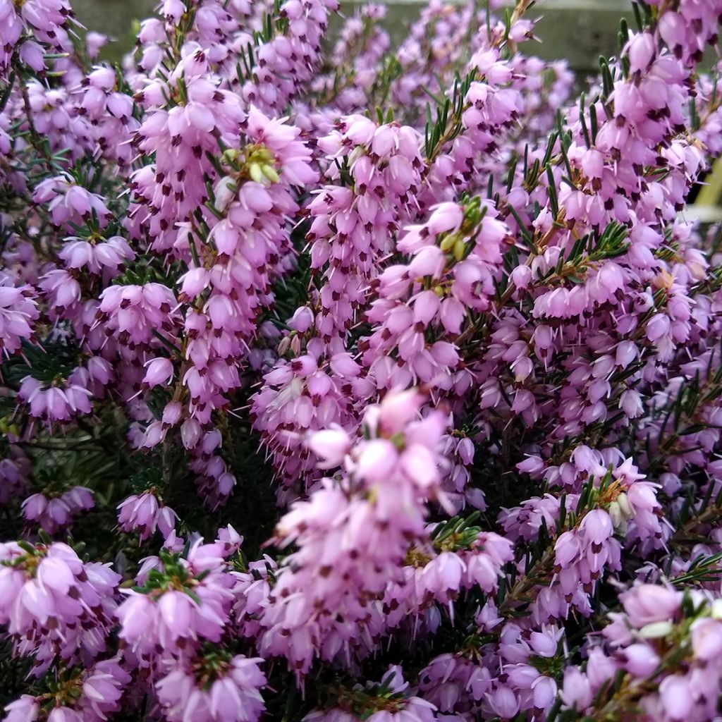 Erica x darleyensis Darley Dale