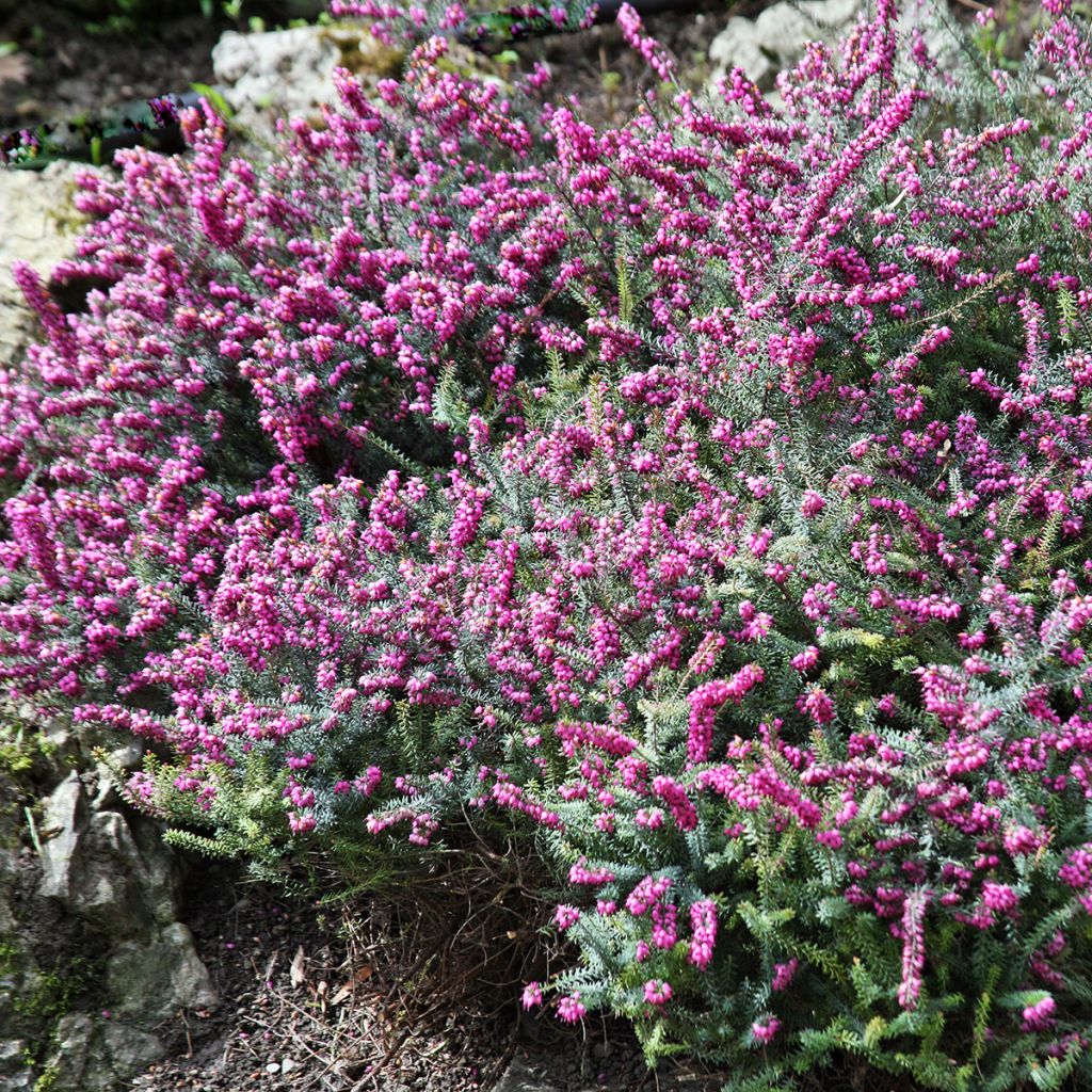 Erica x darleyensis Darley Dale