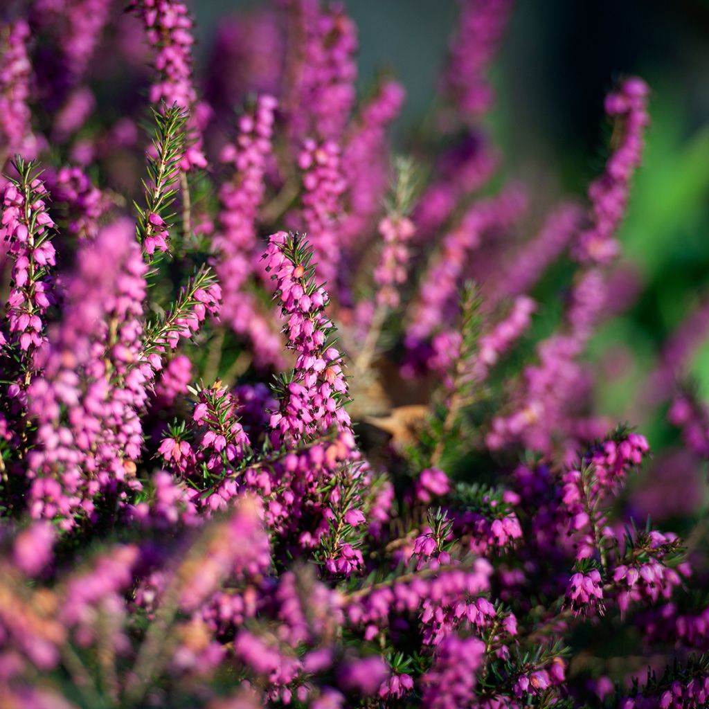 Erica x darleyensis Darley Dale