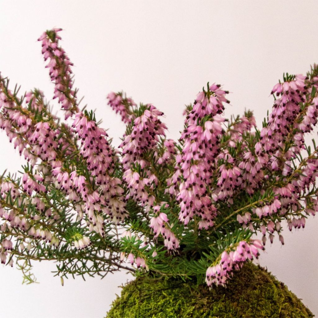 Erica darleyensis Furzey - Bruyère de Darley rose