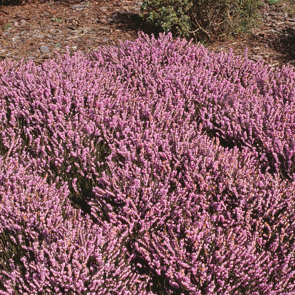 Erica x darleyensis J.W. Porter - Winter Heath