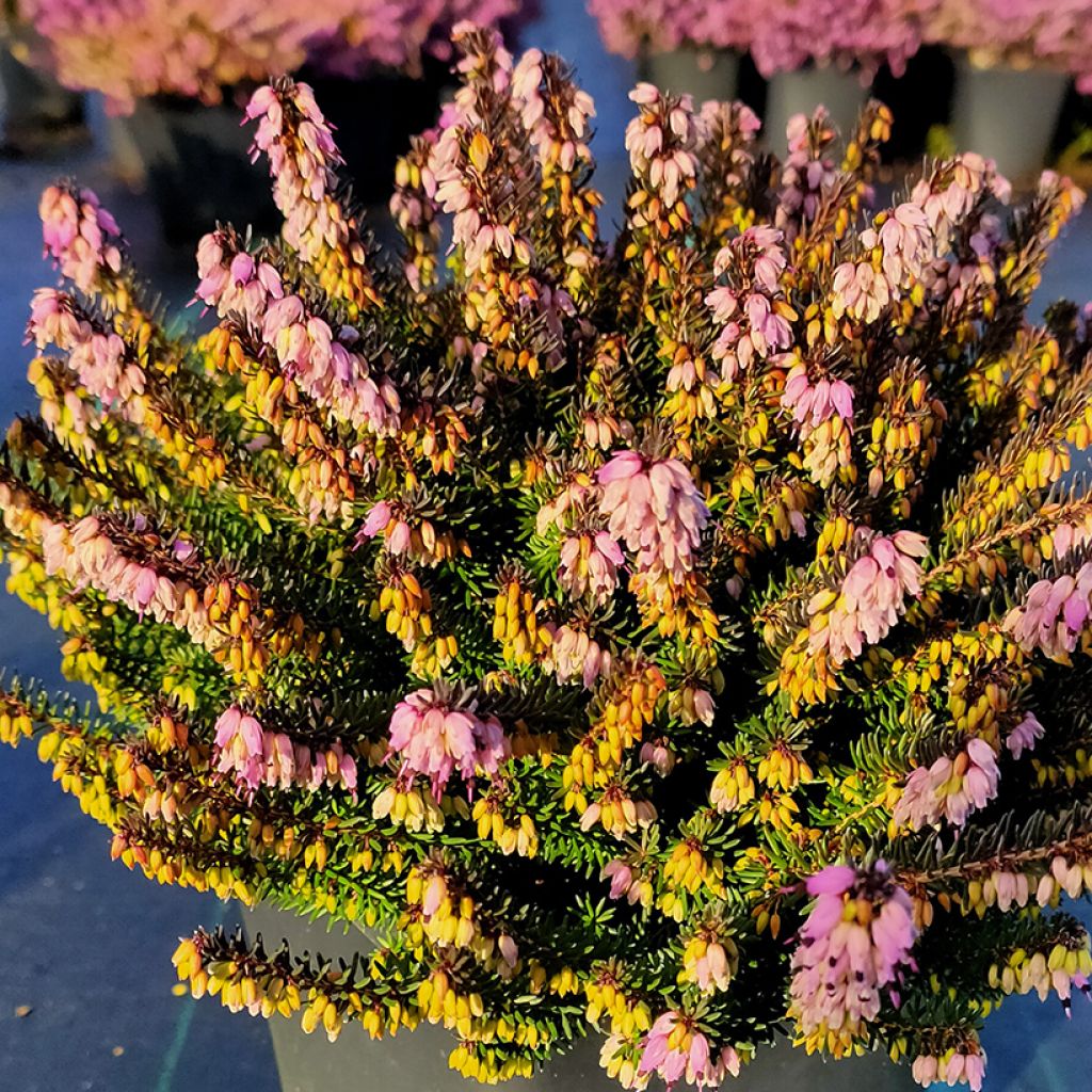 Erica x darleyensis Lea - Winter Heath