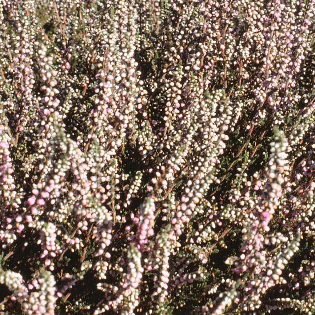 Erica x darleyensis White Glow - Winter Heath