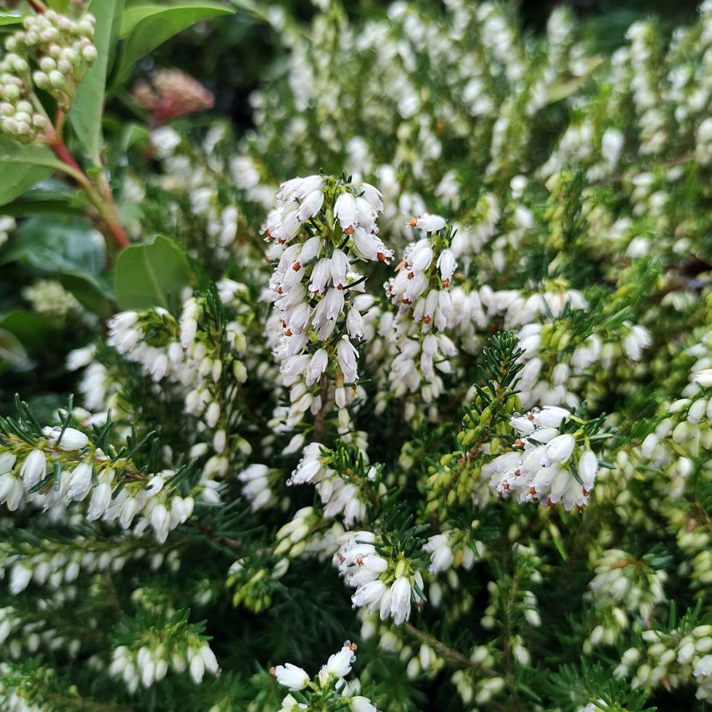 Erica darleyensis White Perfection - Winter Heath