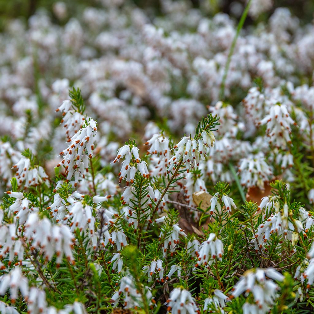 Erica darleyensis White Perfection - Winter Heath