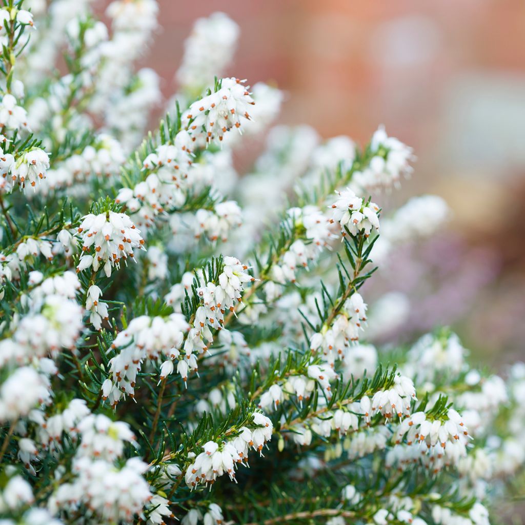 Erica darleyensis White Perfection - Winter Heath