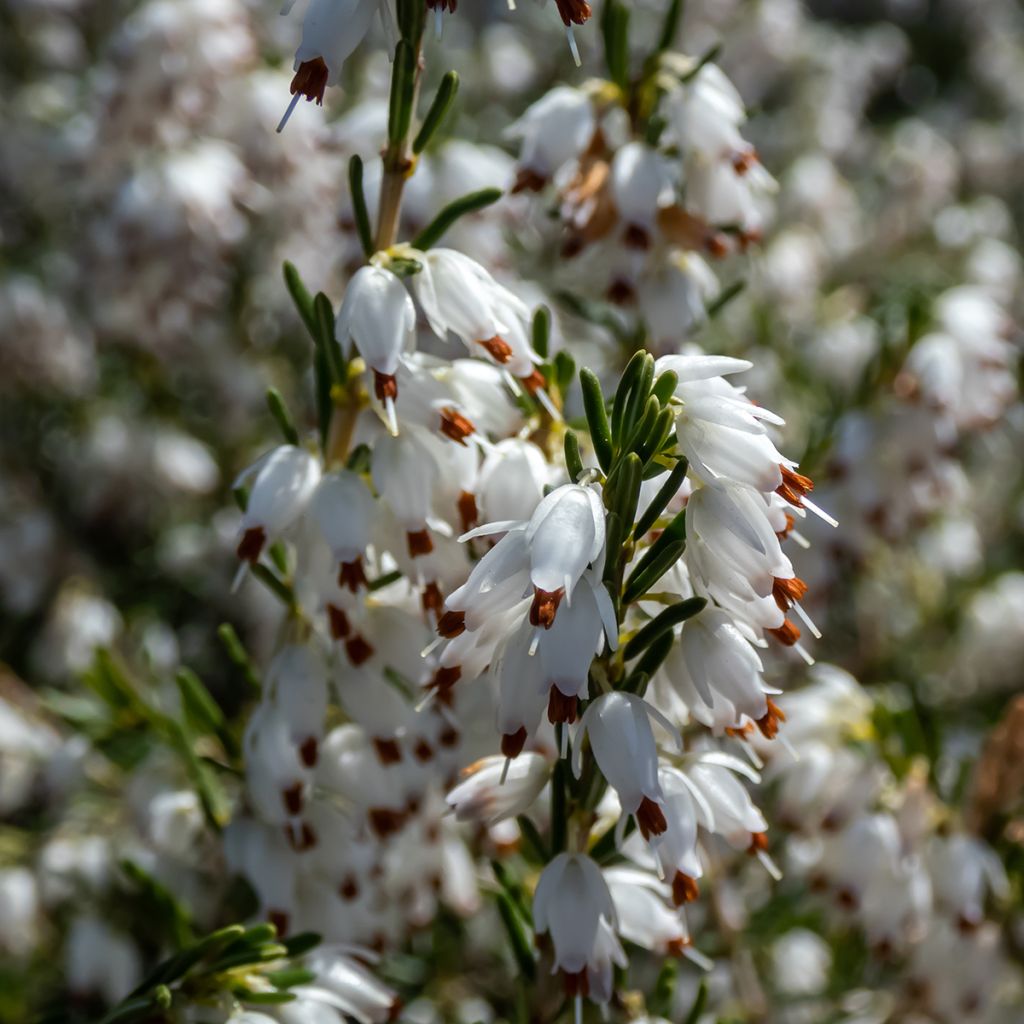 Erica darleyensis White Perfection - Winter Heath