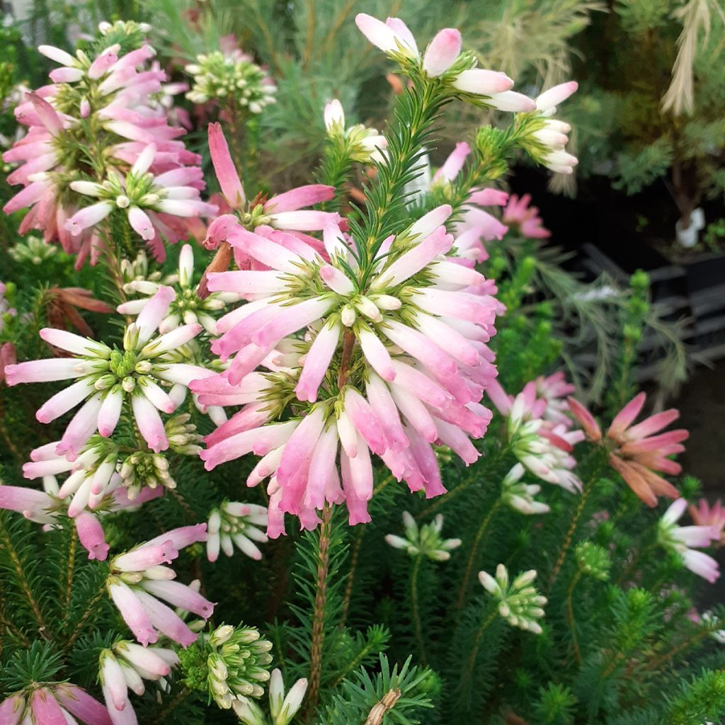 Bruyère du Cap - Erica verticillata