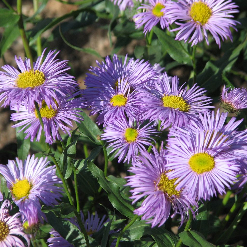 Erigeron Azure Beauty - Vergerette