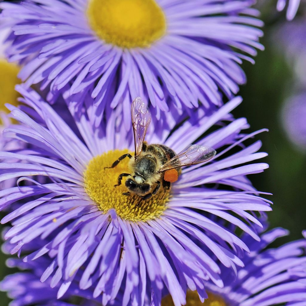 Erigeron speciosus Azure Beauty